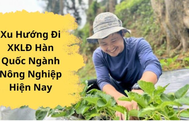 XKLĐ Hàn Quốc ngành Nông nghiệp